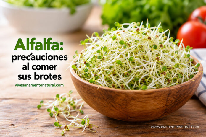 Alfalfa: precauciones al comer sus brotes